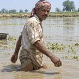 Bihar harvest family 4