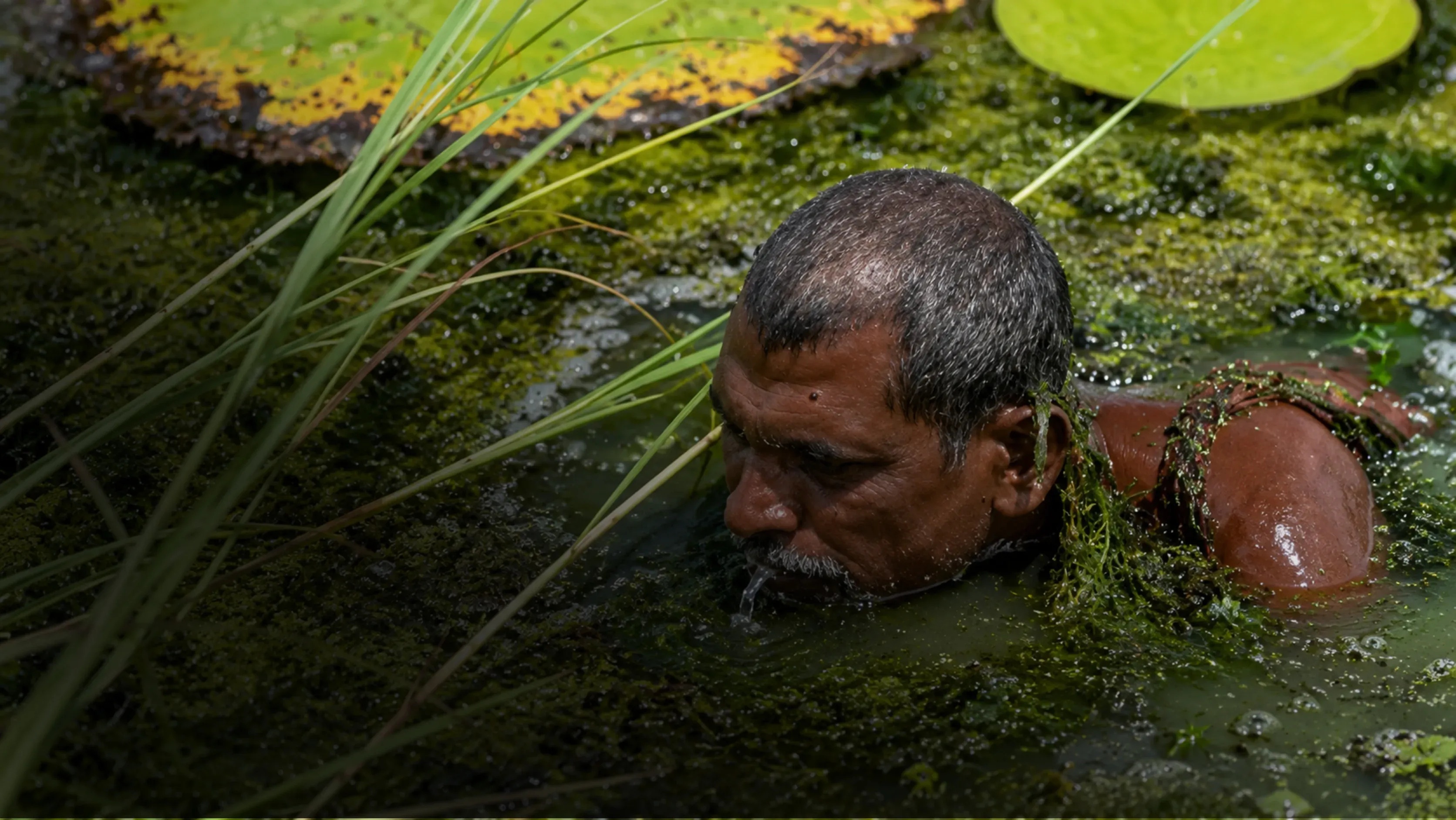 Farmer harvesting makhana in a Bihar pond